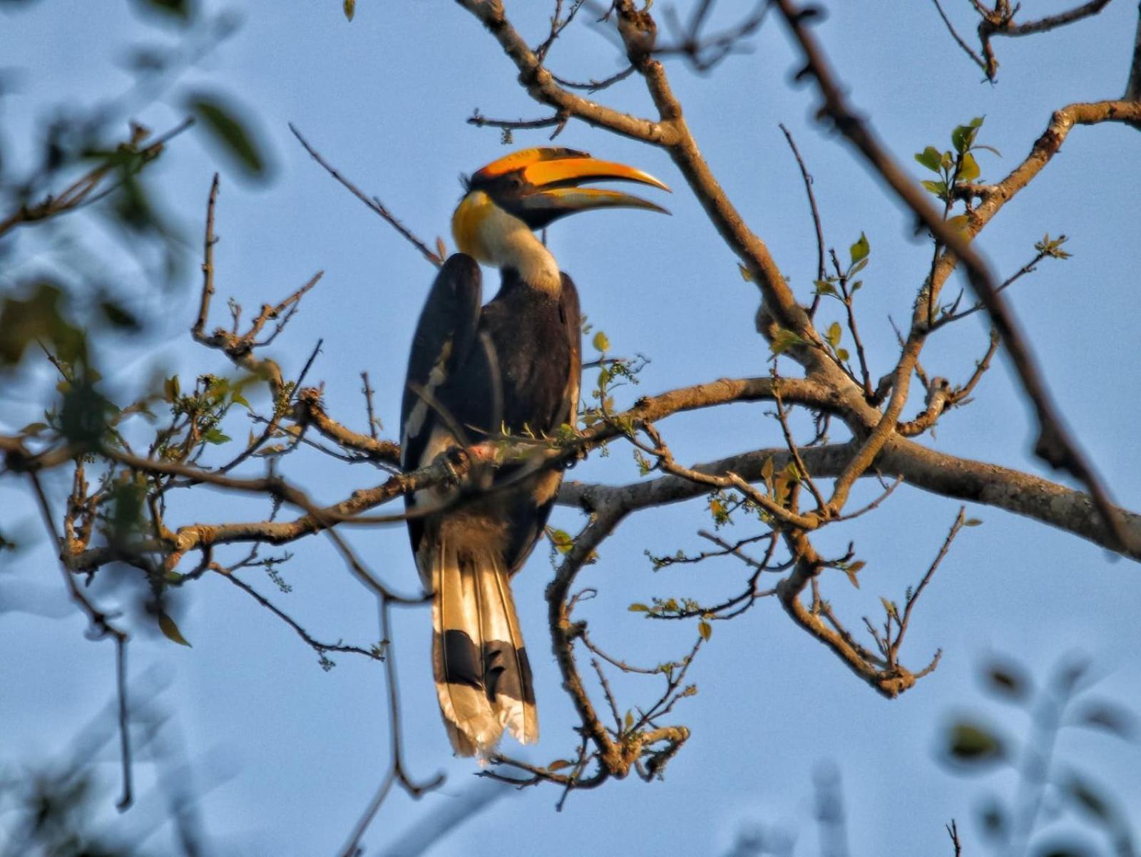 Wild Horizons Guest House Sauraha Luaran gambar
