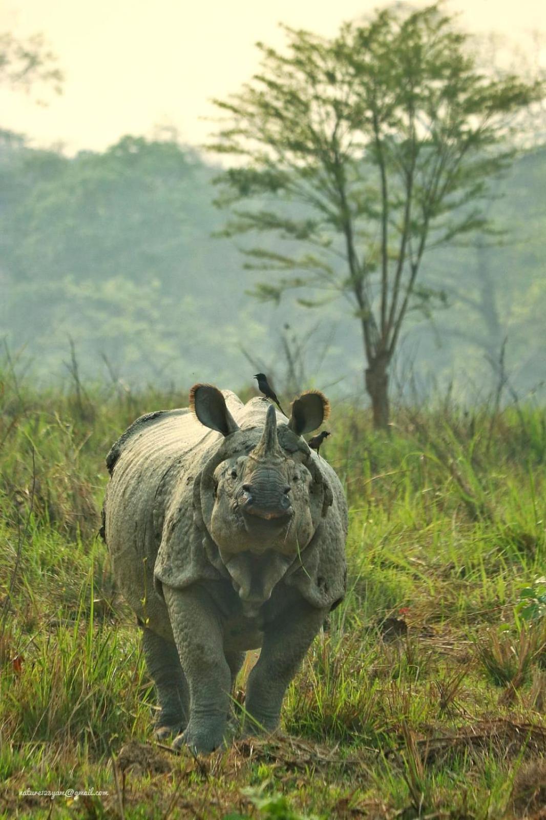 Wild Horizons Guest House Sauraha Luaran gambar