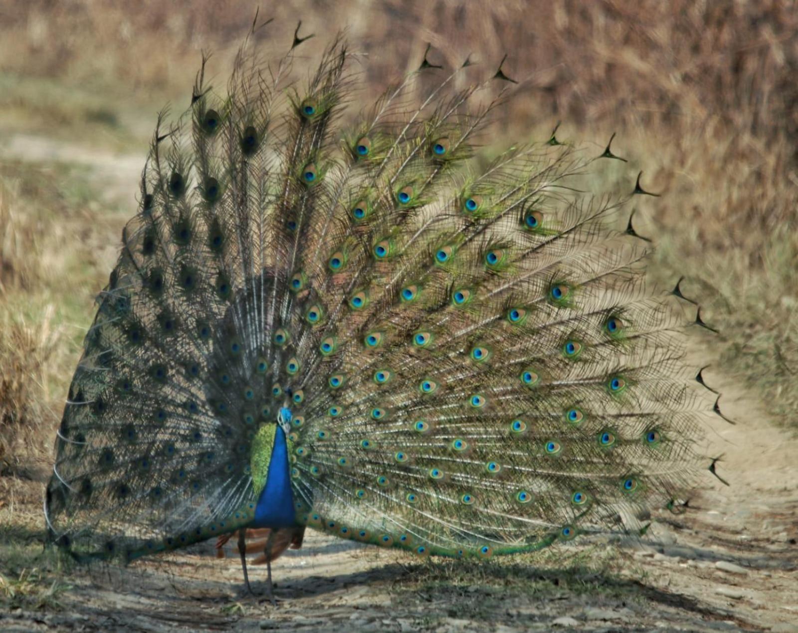 Wild Horizons Guest House Sauraha Luaran gambar