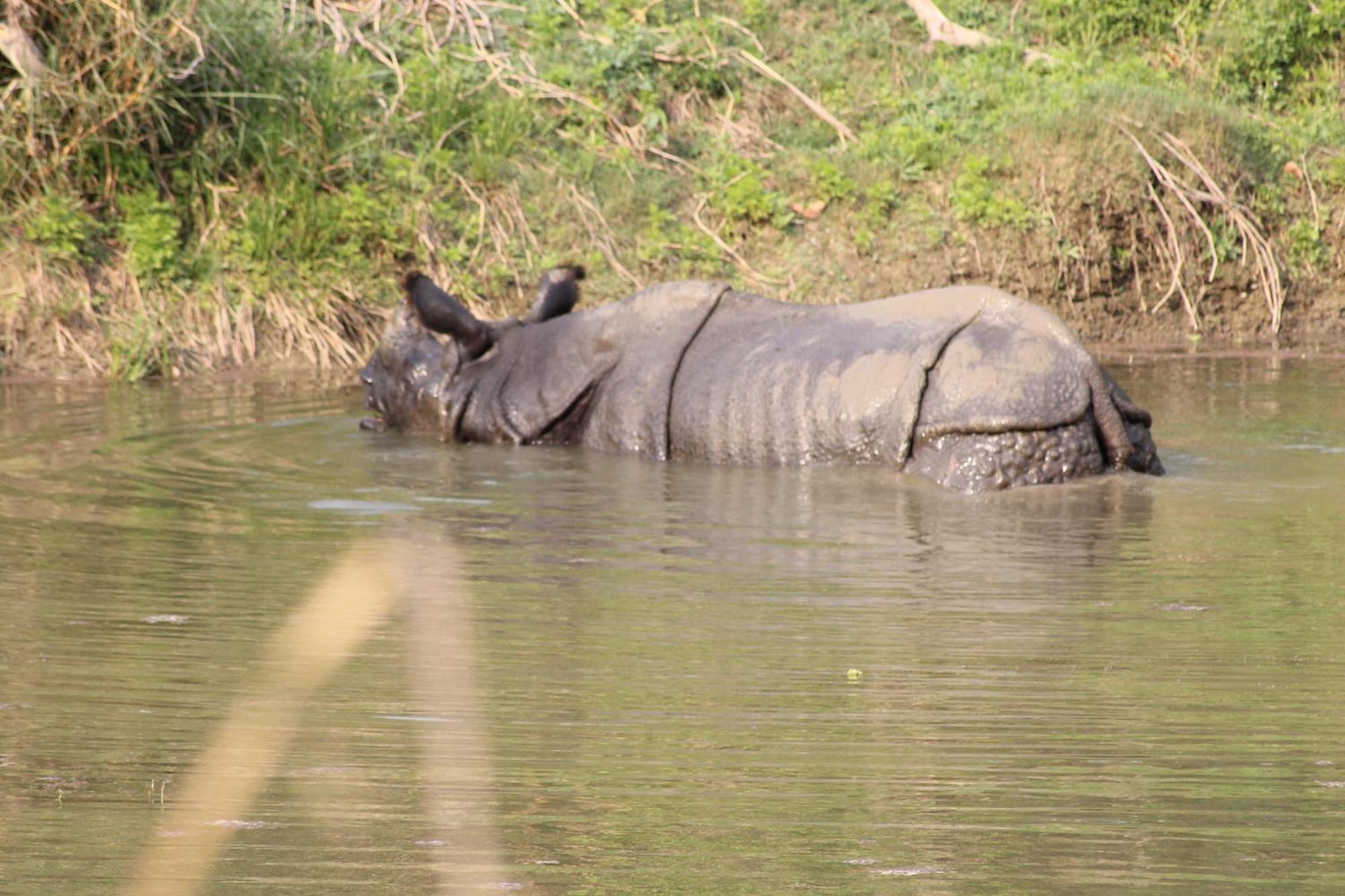 Wild Horizons Guest House Sauraha Luaran gambar