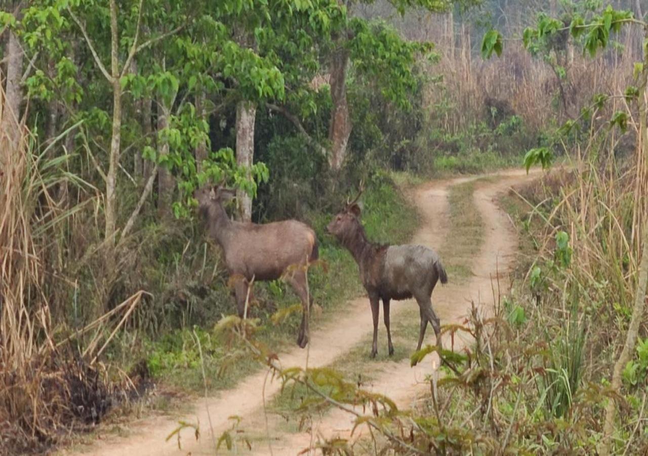 Wild Horizons Guest House Sauraha Luaran gambar