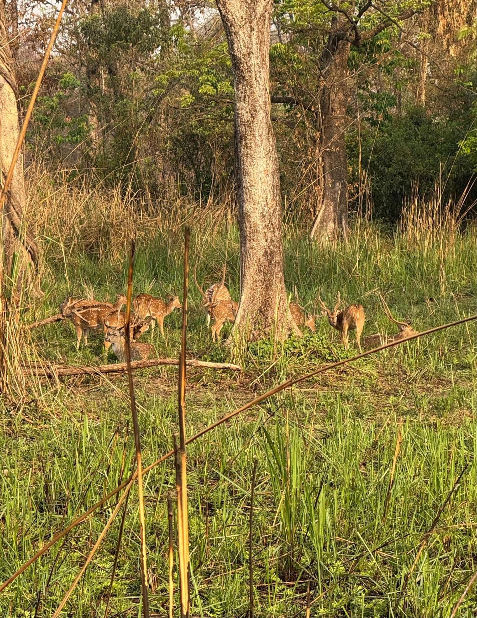 Wild Horizons Guest House Sauraha Luaran gambar