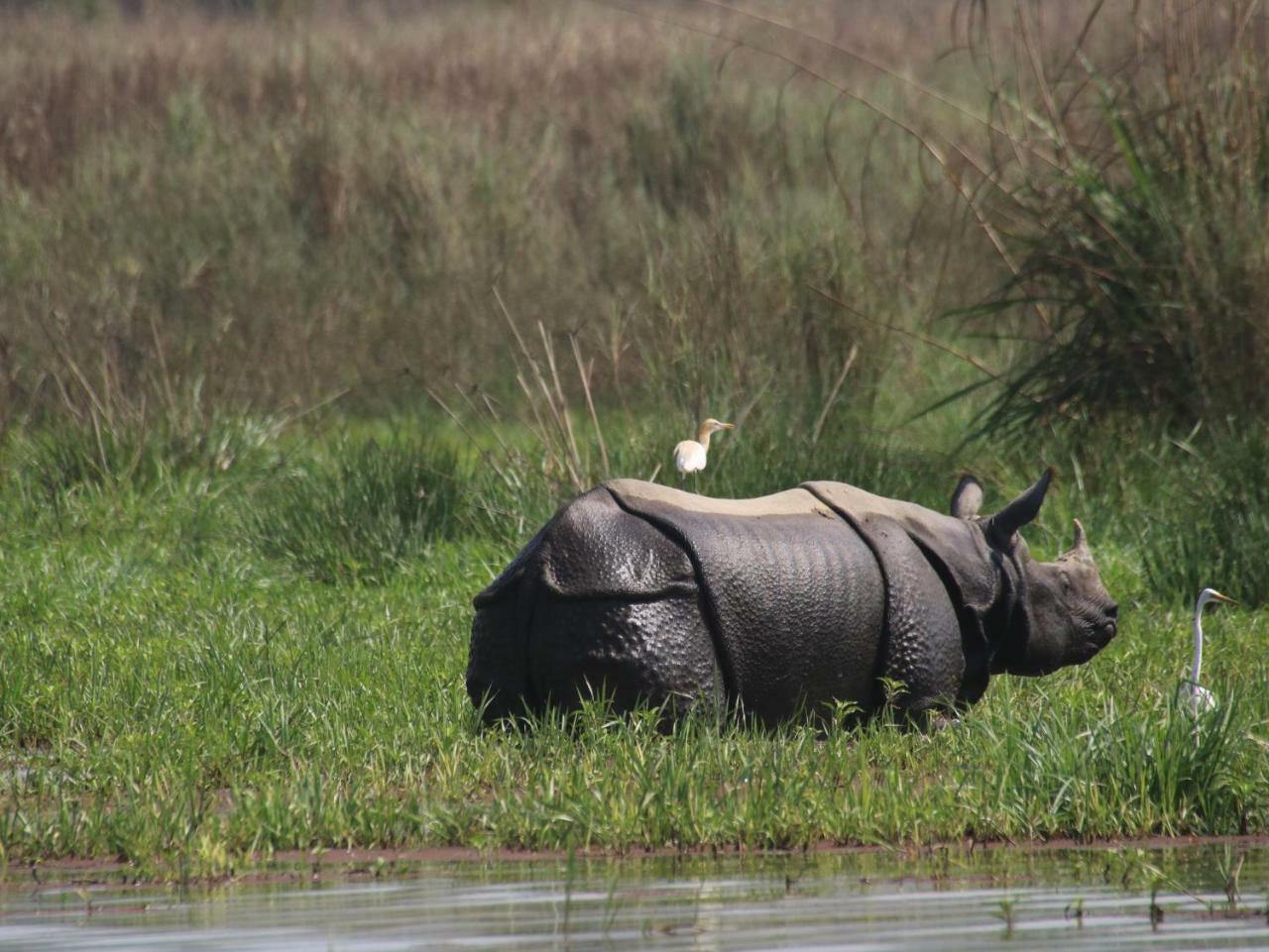 Wild Horizons Guest House Sauraha Luaran gambar